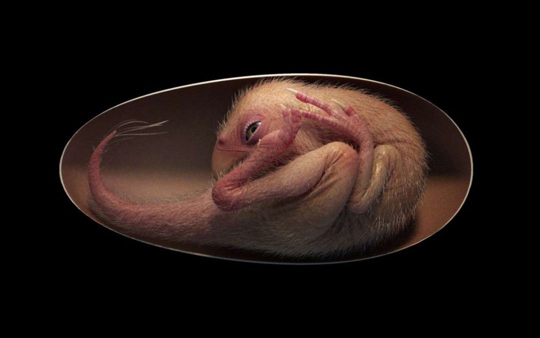 Hallan un embrión de dinosaurio perfectamente conservado