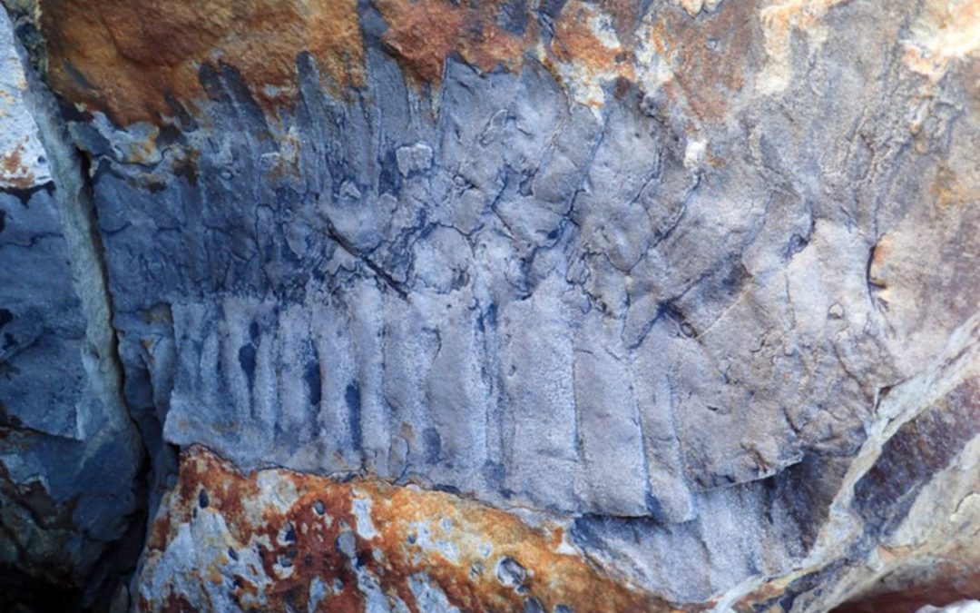 Milpiés tan grandes como coches vagaron por la Tierra hace 326 millones de años