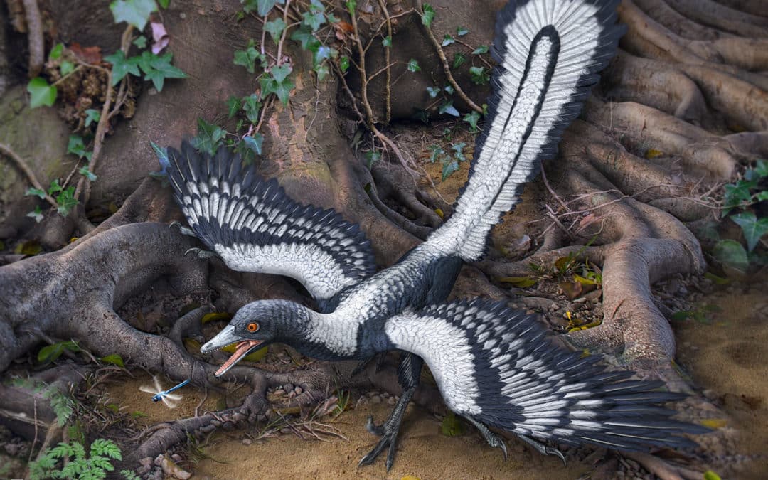 Archaeopteryx, la primera ave y caballo de batalla de la evolución