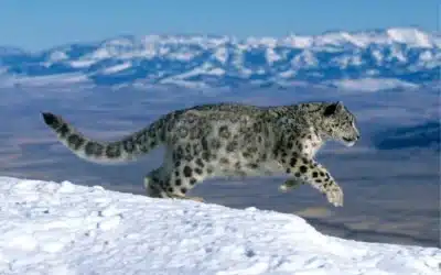 Los 5 felinos más grandes de la prehistoria