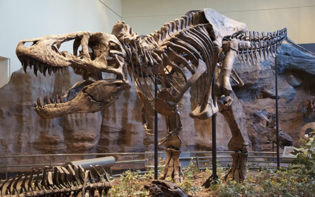 El Tyrannosaurus rex podría ser hasta tres especies diferentes